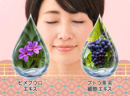 植物からの抽出成分